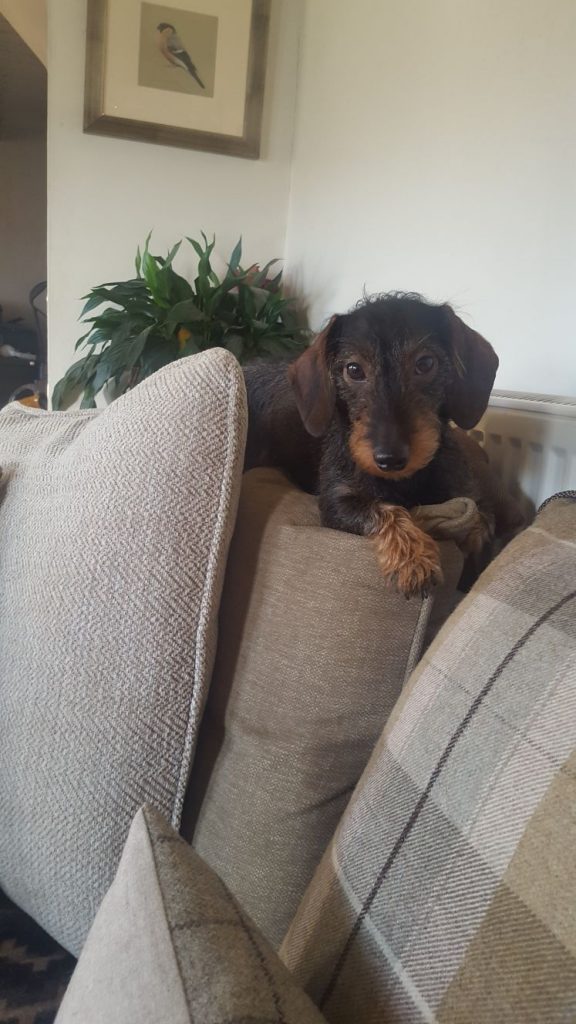 Moving home with your dog